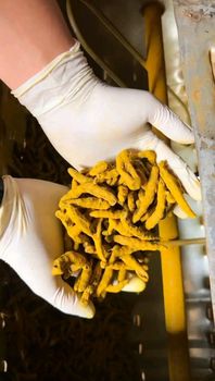 Turmeric whole from Nusa Moruun Trust Turmeric whole - Nusa Moruun Trust - Indonesia