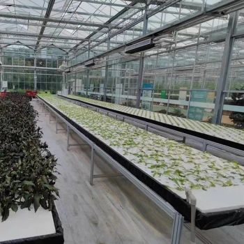 Demonstration Park Nft Hydroponics System Built for Modern Agricultural Greenhouse Showcases - Weifang Nengwei Agricultural Technology Co., Ltd. - China