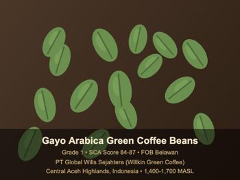 Gayo Arabica Green Coffee Beans Grade 1 — Natural / Honey / Washed / Giling Basah - Pt Global wills sejahtera - Indonesia