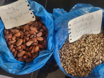 Sun Dried Cocoa Beans - Cameroon Cocoa Union - Cameroon