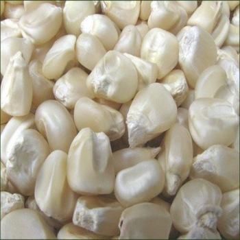 NON GMO WHITE CORN MAIZE - AGRO AFRIQUE COMPANY LIMITED - Tanzania