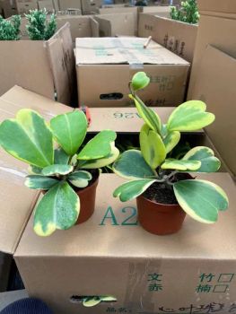 in Stock Plants Hoya Wholesale Indoor Plants - Xiamen Friendship Bridge Co., Ltd. - China