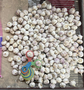 Garlic from Laiwu Taifeng Foods Co,ltd. Garlic - Laiwu Taifeng Foods Co,ltd. - China