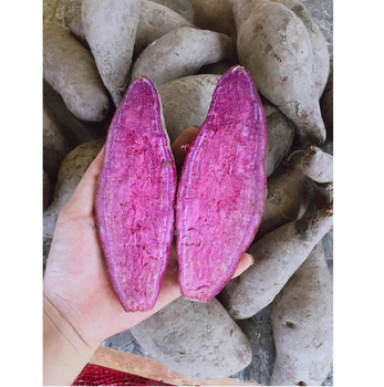 Vietnam 100% Fresh Purple Sweet Potatoes Fresh Style COMMON Potato With Best Price High Quality - NS VINA IMPORT EXPORT TRADING MANUFACTURING COMPANY LIMITED - Vietnam