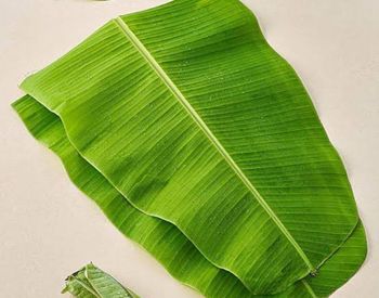Fresh banana leaves - Banana leaves & co - India