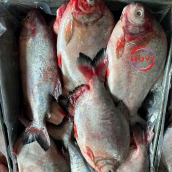 Iqf Frozen Pompano Fish, 1 -  Huvy Export Import Co., Ltd.  - Vietnam