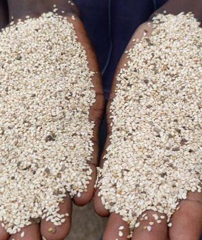 Premium Quality White Sesame Seeds