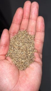 Dried Cumin Seeds - Hasini Export Import Pvt Ltd - India