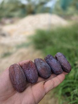 Dates and citrus fruits from Daya palm Dates and citrus fruits - Daya palm - Iran