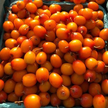 Sea Buckthorn Frozen Berries from Bayfield Berryfarm Inc Sea Buckthorn Frozen Berries - Bayfield Berryfarm Inc - Canada