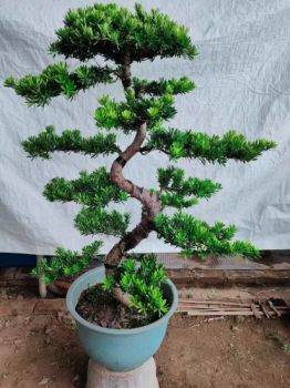 Indoor Plants Outdoor Plants Podocarpus Live Plant Bonsai - Foshan Yuemaotong Trade Firm - China