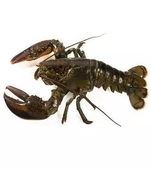 Fresh Live Lobsters Export Quality Seafood Featuring High Meat Content Strong Shell Condition And Trusted Supply - TOSOH INTERNATIONAL - South Africa