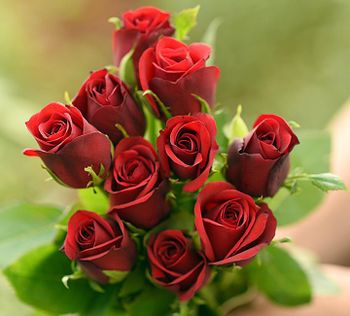 Fresh Rose flowers, orchids, crycheathem, gladiolus, gerbera, gypsophila - Sapthasexports246@gmail.com - India