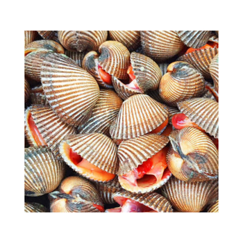 Wholesale IQF Frozen Shell Cockle Clams for Sale from Vietnam's Finest Seafood Suppliers - TOP CARGO COMPANY LIMITED - Vietnam