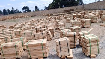 pinus spp - TWT HEIGHTS LIMITED - Tanzania