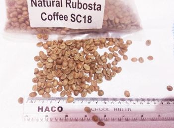 Robusta coffee (green) - King David Coffee Ventures Uganda Ltd - Uganda