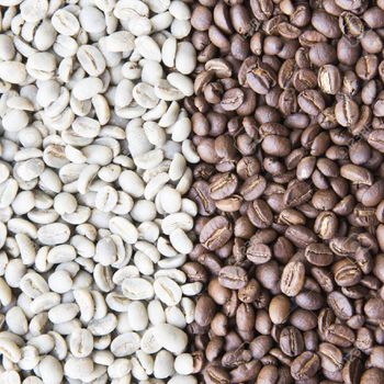 Farm Selected Robusta Coffee Bean For Large Scale Buyers Expecting Clean Processing Robusta Coffee Bean Quality from AGRO AFRIQUE COMPANY LIMITED Farm Selected Robusta Coffee Bean For Large Scale Buyers Expecting Clean Processing Robusta Coffee Bean Quality - AGRO AFRIQUE COMPANY LIMITED - Tanzania