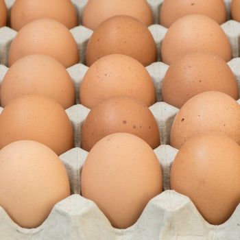 Carefully Sorted Fresh Table Eggs For International Wholesale Buyers With Secure Cartons And Reliable Farm Origin from malter group Carefully Sorted Fresh Table Eggs For International Wholesale Buyers With Secure Cartons And Reliable Farm Origin - malter group - Tanzania