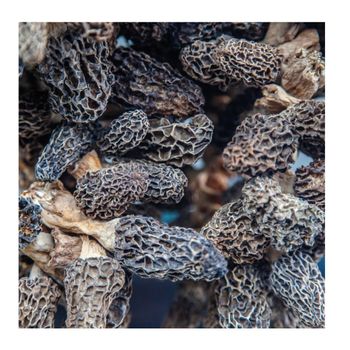 Turkish Wild Morel Mushroom Morchella Conica Turkish Wild Morel Mushroom Morchella Conica High Quality - Tuna Project Global Ticaret Anonim Sirketi - Turkey