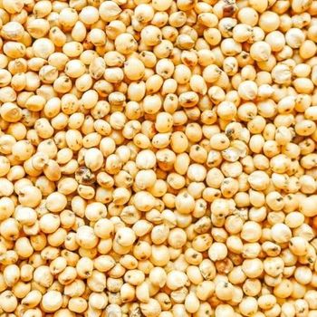 Sorghum from Grain Star Trading PVT LTD Sorghum – product photo, Sorghum products found from trusted suppliers, wholesalers, manufacturers & exporters Listing
