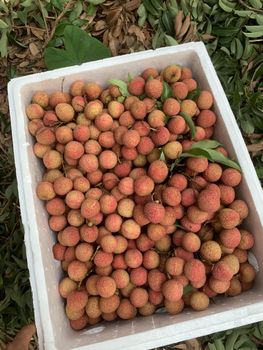 Lychee Texture Tender Fragrance Floral Color Red, rough skin Brand Name Great Farmer Place of Origin Viet Nam Flavor Sweet With Floral Aroma - Great Farmer Company Limited - Vietnam