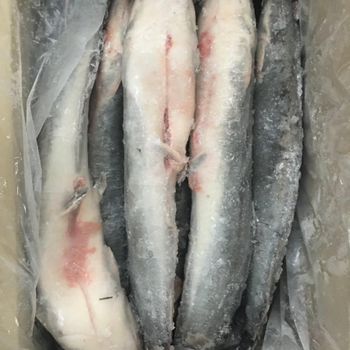 Frozen Catfish Vacuum Packed Frozen Seafood Selection For Reliable Export Supply And International Buyers - TOSOH INTERNATIONAL - South Africa