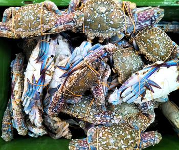 Prawns & Crab Organic Yes Freshness Level Fresh Catch Method Wild-Caught from Your Daily Foods Prawns & Crab Organic Yes Freshness Level Fresh Catch Method Wild-Caught - Your Daily Foods - Sri Lanka