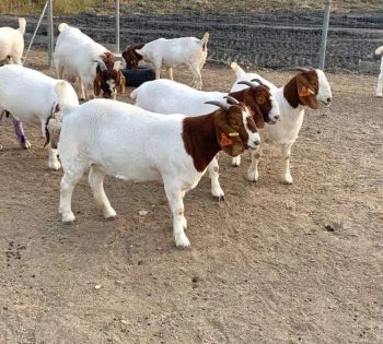 Quality Live Boer Goat Farm Selected Healthy Animals Ready For Commercial Breeding At Cheap Price While Stocks Last from CPW TRADE LTD Quality Live Boer Goat Farm Selected Healthy Animals Ready For Commercial Breeding At Cheap Price While Stocks Last - CPW TRADE LTD - United Kingdom