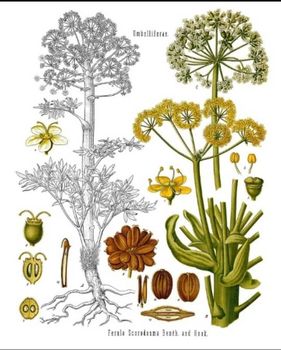 Available Products Galbanum Resin (Ferula gummosa) – Lump, Tear, and Semi-Solid Grades Asafoetida (Hing) – Pure, Semi-compounded, and Powder Mastic (Pistacia atlantica Resin) Tragacanth Gum – Ribbon & Flake (High-viscosity grades available) Gum Arabic (Persian Acacia) Ammoniacum Resin Other wild-harvested Iranian natural resins upon request; - Roozbahani - Iran