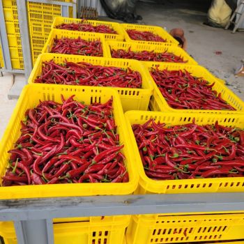 IQF Red Chili – product photo, Red Chilli products found from trusted suppliers, wholesalers, manufacturers & exporters Listing