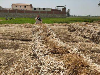 Potato - Sma Arabia for international trading - Egypt