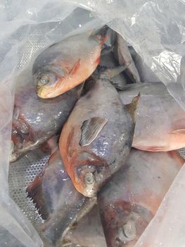 Frozen Red Pomfret - Plexim JSC - Vietnam