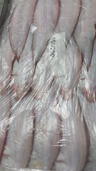 Mauritanian Sole Tongue - NAZARI COMPANY - Morocco
