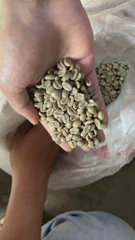 Coffee bean Robusta & Arabica - PT Indo Bumi Lavanaa - Indonesia