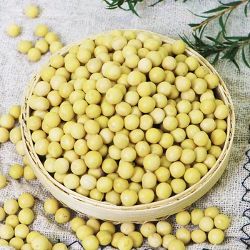 Soybeans (haricots de sodja) - Togo - Togo