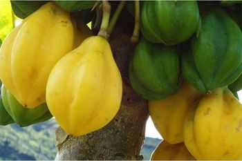 mountain papaya Appearance Fresh Flavor Exceptional Nutritional Benefit High Growth Environment Pristine Product Form Papaya-based Products - CV. SKB - Indonesia