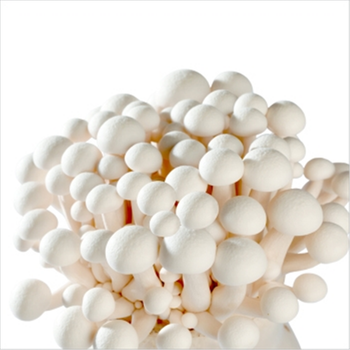 White Shimeji Fresh Mushroom Shape Rod Content / Address / Size 2-3cm Style Fresh Color White Ingredients / Brand Name - Jining New Silk Road Food Co., Ltd. - China