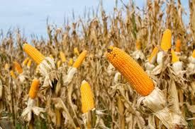 Yellow Maize / Corn Origin Pakistan Availability Year-round Features Gluten-Free, Organic Supply Capacity Bulk Quantities - RAZILITY TRADELON (SMC-Private) Limited - Pakistan