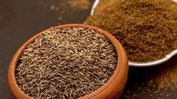 Cumin Spice - AB Impex - India