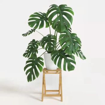 Monstera Deliciosa Liebm Live Plants Ornamental Plant - Xiamen Friendship Bridge Co., Ltd. - China