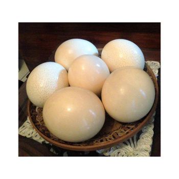 Quality Fresh White and Brown Table Eggs Ostrich Eggs and Other Birds - Medcompex Gmbh - United Kingdom