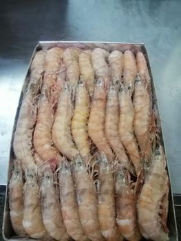 RED PRAWNS from NAZARI COMPANY RED PRAWNS - NAZARI COMPANY - Morocco