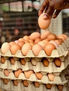 Fresh Isa Brown Hatching Eggs With Fertile Quality For Incubation And Poultry Farm Breeding from CPW TRADE LTD Fresh Isa Brown Hatching Eggs With Fertile Quality For Incubation And Poultry Farm Breeding - CPW TRADE LTD - United Kingdom