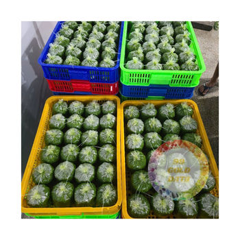 Premium Quality Frozen Cassava Leaves Wholesale Bulk Supply Natural Product from Njang Investments Limited Premium Quality Frozen Cassava Leaves Wholesale Bulk Supply Natural Product - Njang Investments Limited - Kenya