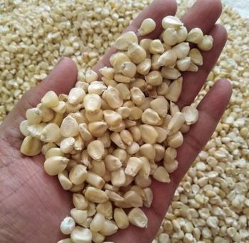 Dried Grade 2 Yellow Maize/Corn, Non-GMO, Fit for Human Consumption and Animal Feed - GIFEX AGRO TANANZIA LIMITED - Tanzania
