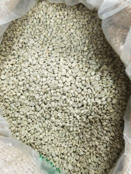 Smooth Green Coffee Arabica Beans With Natural Aroma And Versatile Flavor Profile For Roasting And Specialty Beverage from EAST LAND PROPERTIES Smooth Green Coffee Arabica Beans With Natural Aroma And Versatile Flavor Profile For Roasting And Specialty Beverage - EAST LAND PROPERTIES - Tanzania