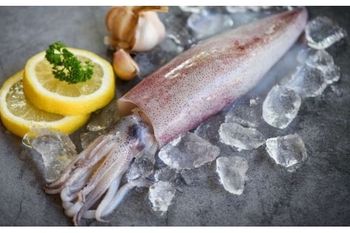 Loligo Squid - AGOFISH - Vietnam