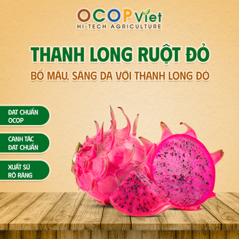 Thanh long ruột đỏ - Red Flesh Dragon Fruit - OCOP VIET COMPANY LIMITED - Vietnam