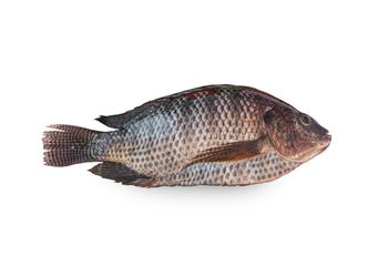 Fresh Whole Silver Tilapia Flavor Mild Meat Color White Shelf Life 15 days Size 400 - 800 grams Freshness Level Fresh Skin Color Shiny Black - Tilapez S.L. - Spain