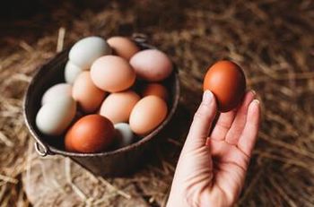 Farm Fresh EGGS - ADWA Solutions LLC - United States